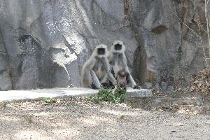 Małpy z Mount Abu
