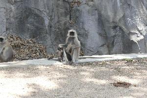 Małpy z Mount Abu