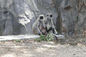 Małpy z Mount Abu