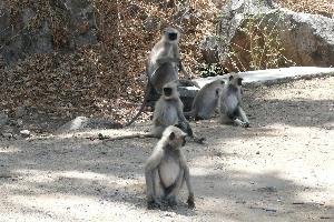 Małpy z Mount Abu