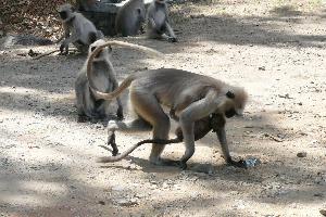 Małpy z Mount Abu