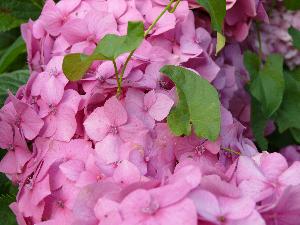 Hortensja - Hydrangea macrophylla