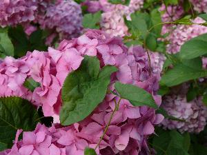 Hortensja - Hydrangea macrophylla