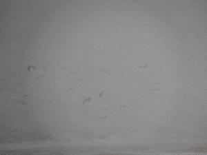 Mewy w locie zawisającym podczas śnieżycy.