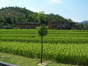 Fujian - pola ryżowe i domy ludu Hakka