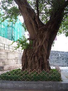 Xian (Chiny)  drzewo na ulicy