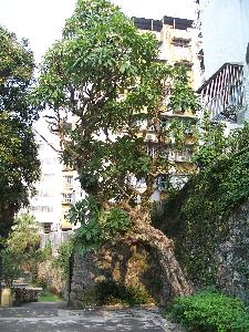 Makao (Chiny)- rododendron przy cmentarzu