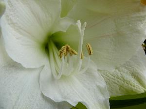 Biała lilia.