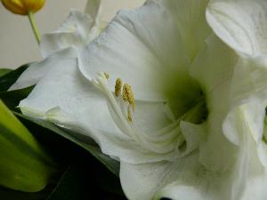 Biała lilia - pylniki.