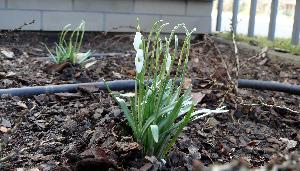 Przebiśnieg/Galanthus  - śnieżyczki.