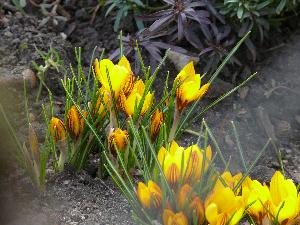 Krokus/Crocus. 