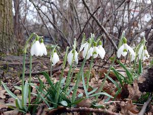 Przebiśnieg/Galanthus - śnieżyczki