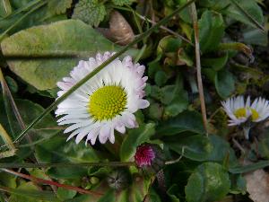 Stokrotka pospolita/Bellis perennis