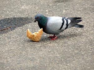 Gołąb skalny/Columba livia.