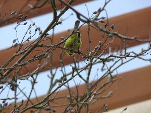 Sikora bogatka/ Parus major