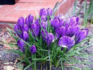 Krokus/Crocus. 