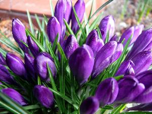 Krokus/Crocus. 