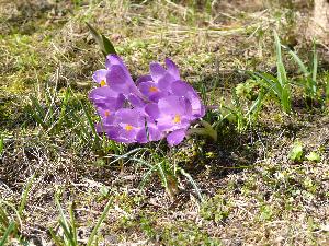 Krokus/Crocus. 