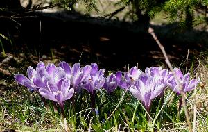 Krokus/Crocus. 