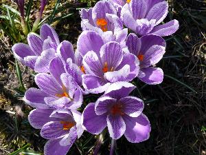 Krokus/Crocus. 