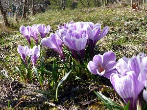 Krokus/Crocus. 