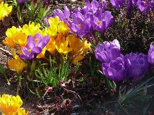 Krokus/Crocus. 