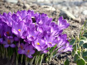 Krokus/Crocus. 