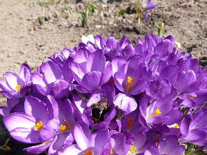 Krokusy/Crocus. 