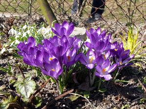 Krokus/Crocus. 