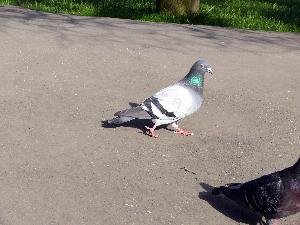 Gołąb skalny/Columba livia.