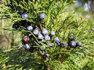 Jałowiec/Juniperus communis - owoce
