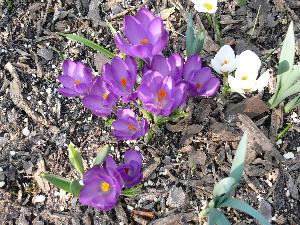 Krokus/Crocus. 