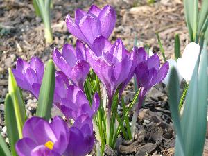 Krokus/Crocus. 