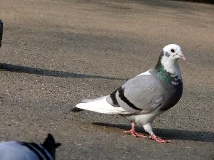 Gołąb skalny/Columba livia.