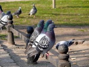 Gołąb skalny/Columba livia.