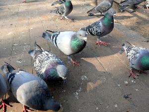 Gołąb skalny/Columba livia.