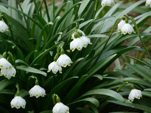 Przebiśnieg/Galanthus  - śnieżyczki.