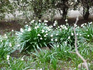 Przebiśnieg/Galanthus  - śnieżyczki.