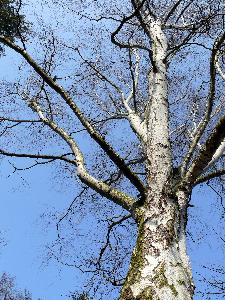 Brzoza - korona drzewa