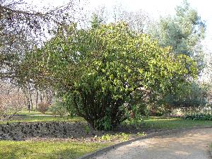 Gdańsk - Park Oliwski - ogród botaniczny