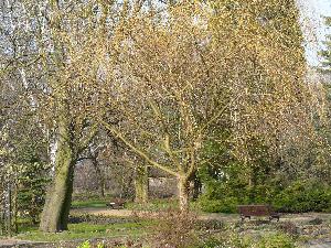 Gdańsk - Park Oliwski - ogród botaniczny