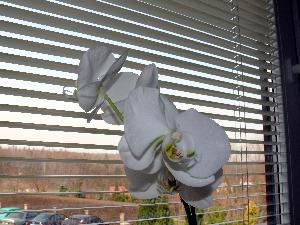 Storczyk Falenopsis.