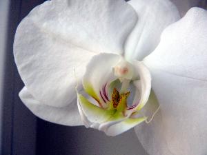 Storczyk Falenopsis.