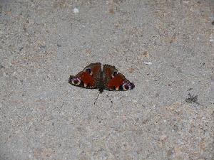 Motyl - rusałka pawik