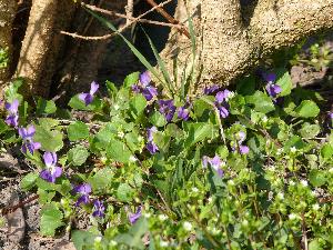 Fiołek leśny/Violaceae