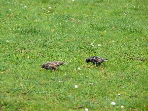 Kos/Turdus merula - młode ptaki