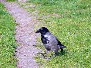 Wrona siwa/Corvus cornix.