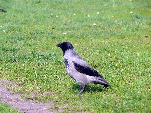 Wrona siwa/Corvus cornix