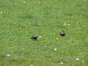 Kos/Turdus merula - młode ptaki.