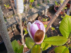 Magnolia - pąk